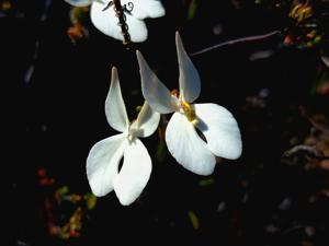 Stylidium pseudohirsutum