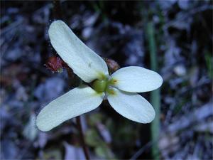 Stylidium hispidum