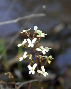 Stylidium hispidum