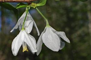 Halesia diptera