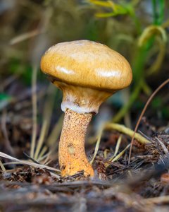 Suillus salmonicolor