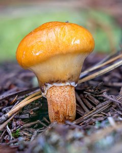 Suillus salmonicolor