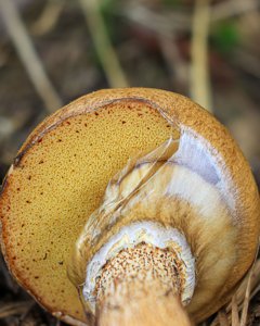 Suillus salmonicolor