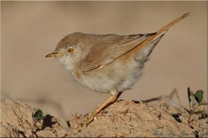 Curruca nana