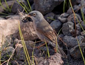 Curruca conspicillata