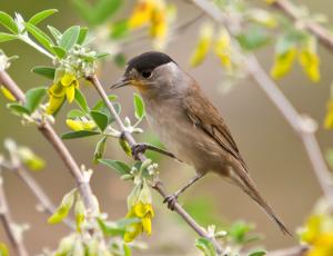 Sylvia atricapilla heineken