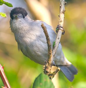 Sylvia atricapilla