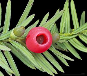 utils/thumbs/Taxaceae/Taxus_YXgdqLodrf5oYct6GZgVai.jpg