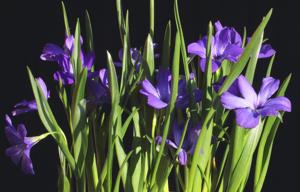 Tecophilaea cyanocrocus