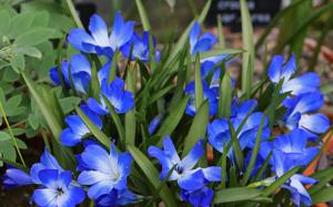 Tecophilaea cyanocrocus