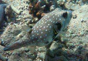 Arothron hispidus