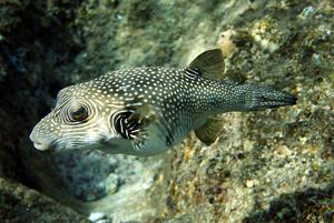 Arothron hispidus