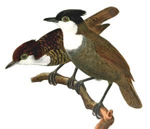 utils/thumbs/Thamnophilidae/Rhegmatorhina_Up6iaxSzfsSDVvnmpsUgzz.jpg