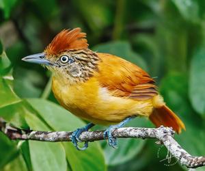 Thamnophilus doliatus