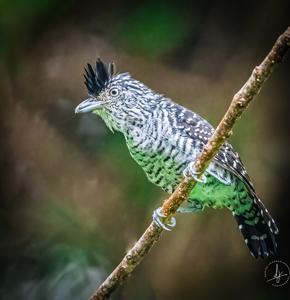 Thamnophilus doliatus