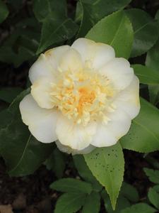 Camellia williamsii