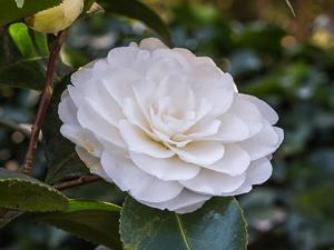 utils/thumbs/Theaceae/Camellia_Dztt8A9PYPULWbnqsdSHTD.jpg