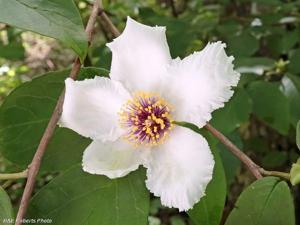 Stewartia ovata
