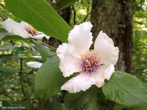 utils/thumbs/Theaceae/Stewartia_NmBefsJafkyP24cGgsAXzn.jpg