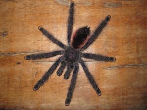 Avicularia juruensis