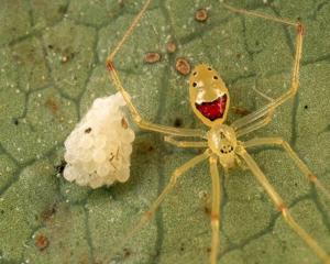utils/thumbs/Theridiidae/Theridion_fsHpF7JaHwoqCBEgnzWqib.jpg