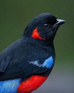 Anisognathus lunulatus