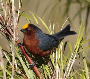 Catamblyrhynchus diadema