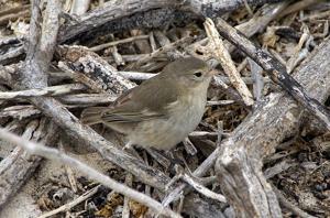 utils/thumbs/Thraupidae/Certhidea_VRxksZVE5BYFrQHwiFApQa.jpg