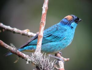 Chalcothraupis ruficervix