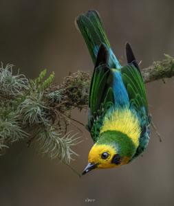 utils/thumbs/Thraupidae/Chlorochrysa_MYLiQxfNkWv5rLBV62d8eY.jpg