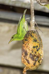 Chlorophanes spiza guatemalensis