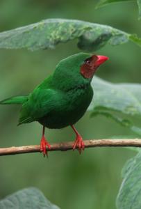 utils/thumbs/Thraupidae/Chlorornis_9ZdaaiPZPcdpygrJhzHz2b.jpg