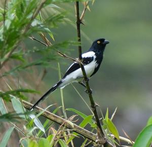 Cissopis leverianus