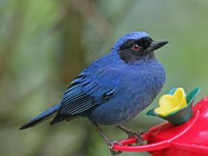 Diglossa cyanea