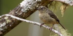 Diglossa plumbea