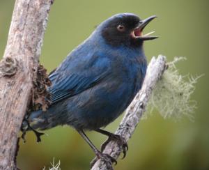Diglossa cyanea