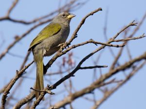 utils/thumbs/Thraupidae/Embernagra_4U2vm3XYQwiZaU456zGR8N.jpg