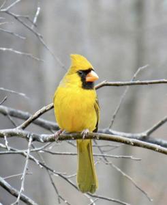 utils/thumbs/Thraupidae/Gubernatrix_YhV9EUaRzBAfJpqeKrxMUc.jpg