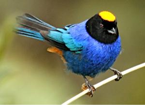 Iridosornis rufivertex