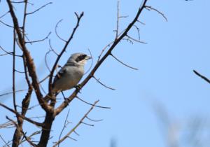 Neothraupis fasciata