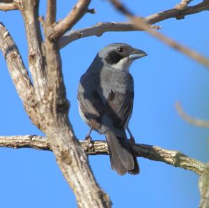 utils/thumbs/Thraupidae/Neothraupis_UdMSMjNkDFcv5undHQKW5d.JPG