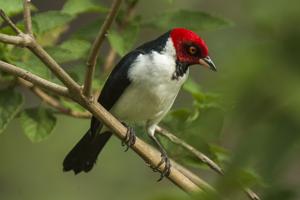 Paroaria gularis