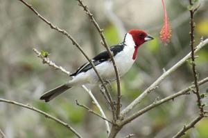Paroaria dominicana