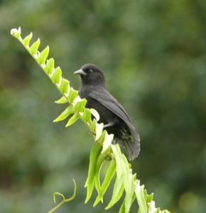 Pinaroloxias inornata