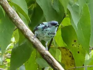 Poecilostreptus cabanisi