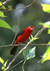 Ramphocelus bresilius