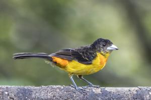 Ramphocelus flammigerus