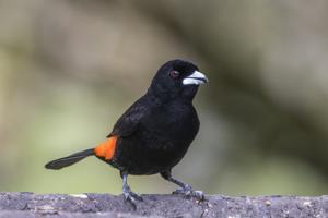 Ramphocelus flammigerus