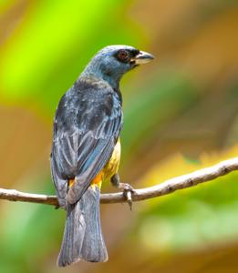 utils/thumbs/Thraupidae/Rauenia_TP4kC3drNVjchmWAWgSqUY.jpg