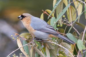utils/thumbs/Thraupidae/Schistochlamys_2Yf4XS6JQAaABYs52G4eJE.jpg